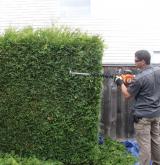 tree surgery 11