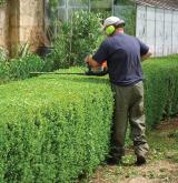 hedges 5