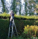 hedges 4