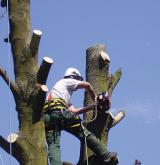 tree surgery 10