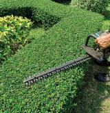 hedges 6