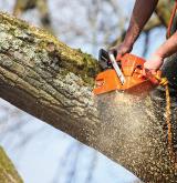tree surgery 17