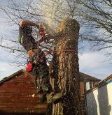 tree surgery 19