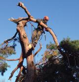 tree surgery 14