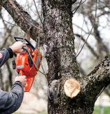 tree surgery 15