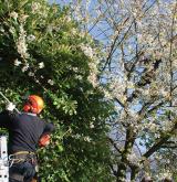 tree surgery 7