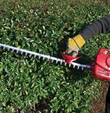 hedges 1